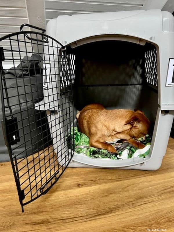 Choosing an Airline‑Approved Pet Carrier for Dogs: Key Requirements and Tips