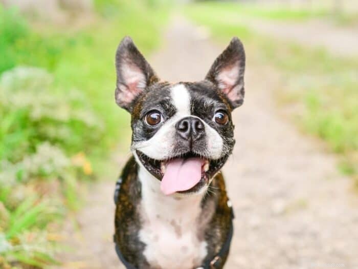 Considering a Boston Terrier? Here’s Everything You Need to Know