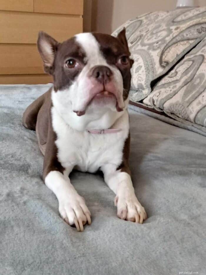 Considering a Boston Terrier? Here’s Everything You Need to Know