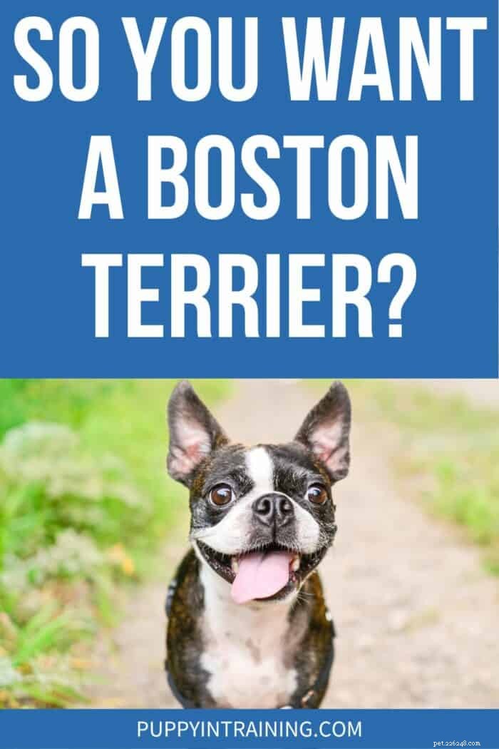 Considering a Boston Terrier? Here’s Everything You Need to Know