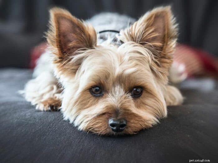 Top 10 Indoor Dog Breeds for Your Home – Find the Perfect Companion