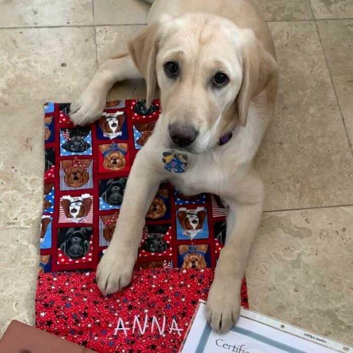 Essential Elements of a Puppy Contract: What You Need to Know