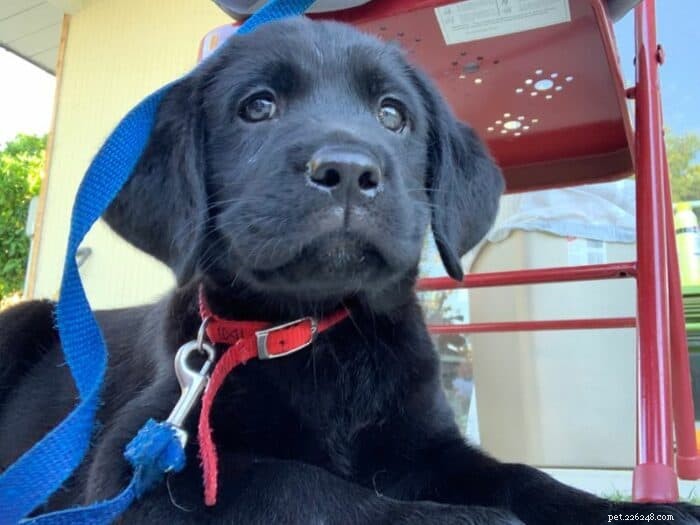 Understanding AKC Registration: What It Means for Your Dog