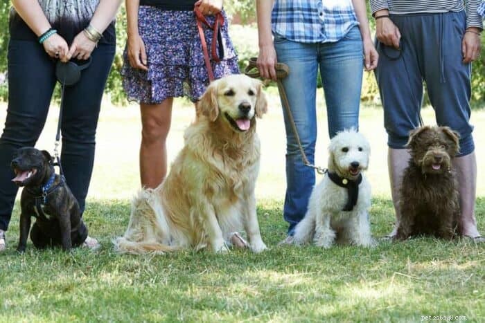 Understanding AKC Registration: What It Means for Your Dog