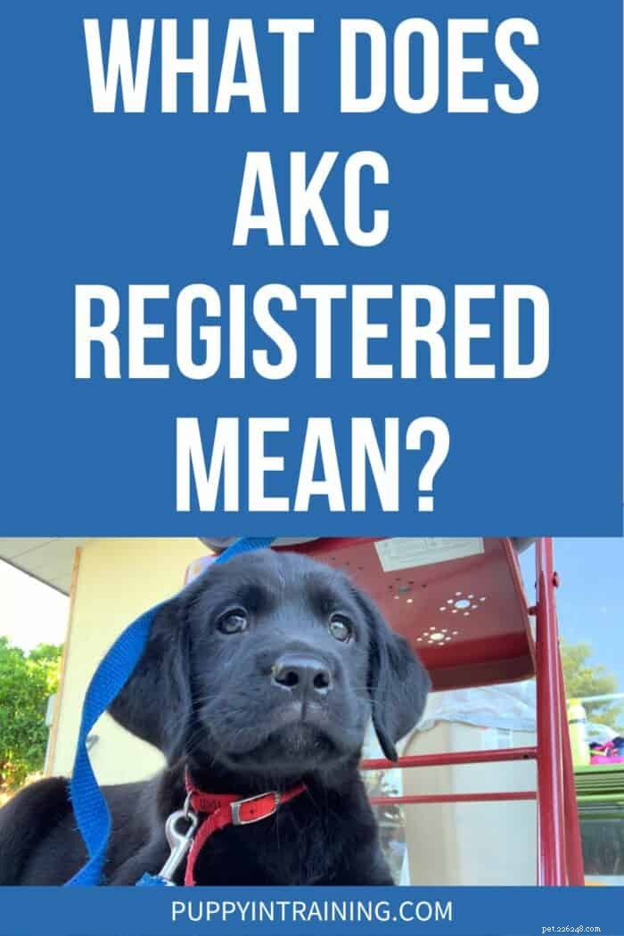 Understanding AKC Registration: What It Means for Your Dog