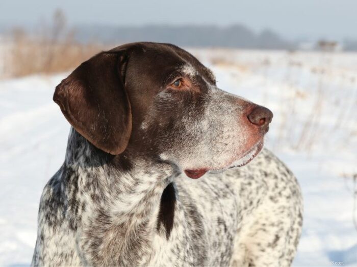 Considering a German Shorthaired Pointer? Everything You Need to Know