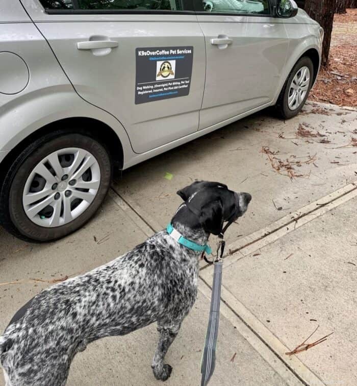 Considering a German Shorthaired Pointer? Everything You Need to Know