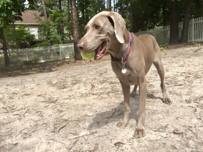 Is a Weimaraner Right for You? The Pros & Cons Explained