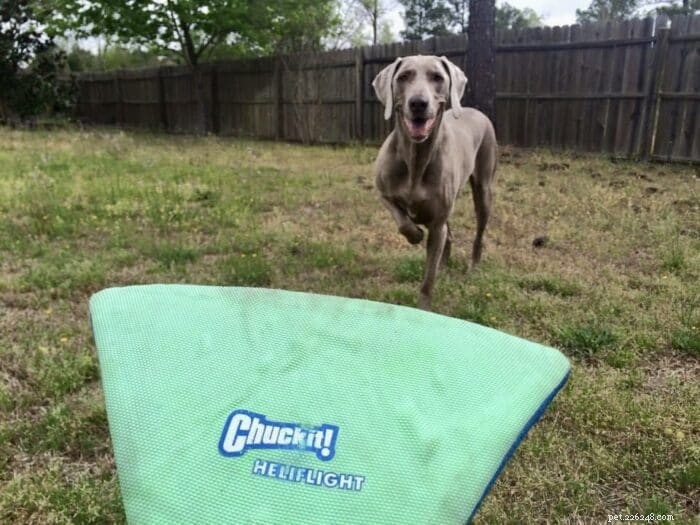 Is a Weimaraner Right for You? The Pros & Cons Explained