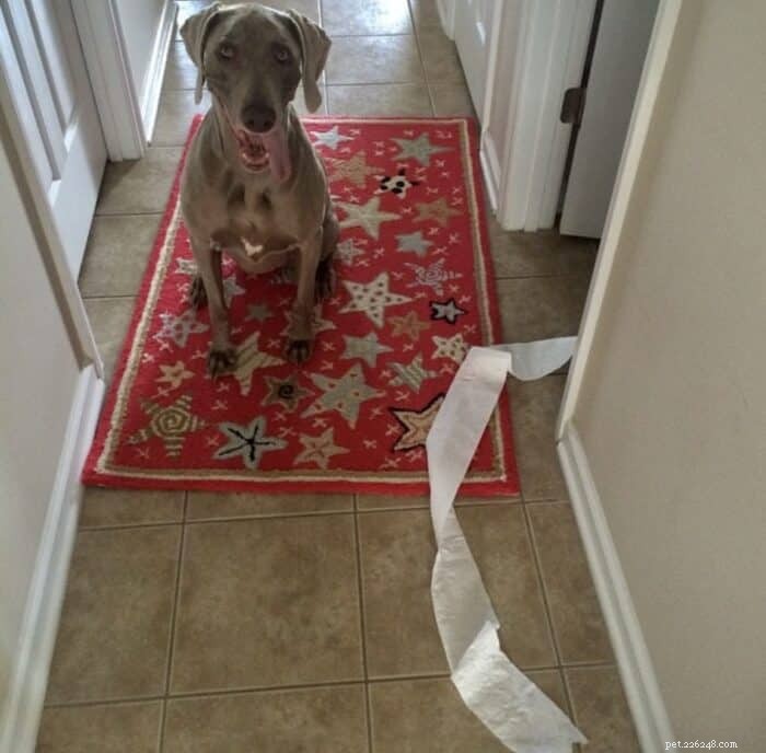 Is a Weimaraner Right for You? The Pros & Cons Explained