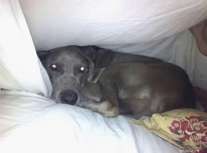 Is a Weimaraner Right for You? The Pros & Cons Explained