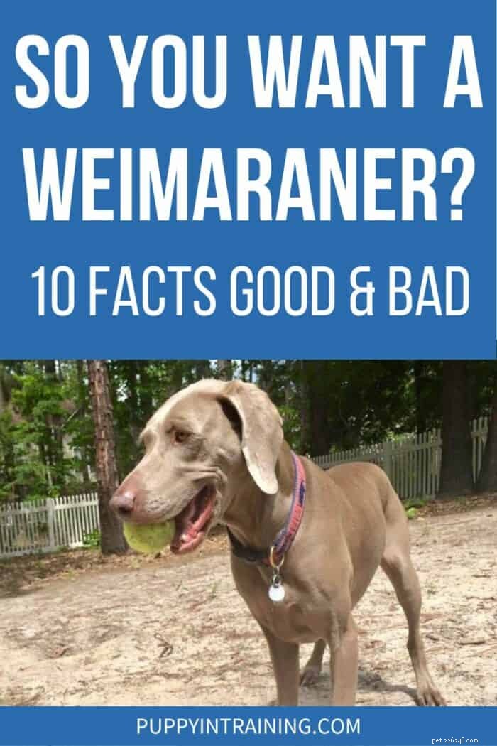 Is a Weimaraner Right for You? The Pros & Cons Explained