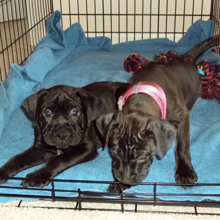 Considering a Boxer? Everything You Need to Know Before Bringing One Home