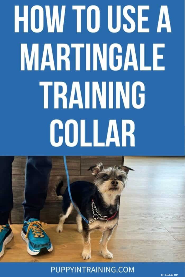 Master Your Dog’s Training with a Martingale Collar: Expert Tips & Safety Guide