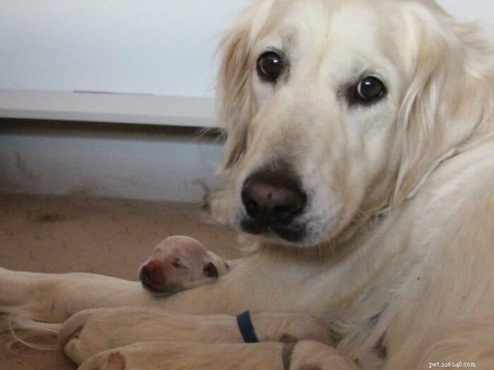 Can a Female Dog Become Pregnant When She s Not in Heat?