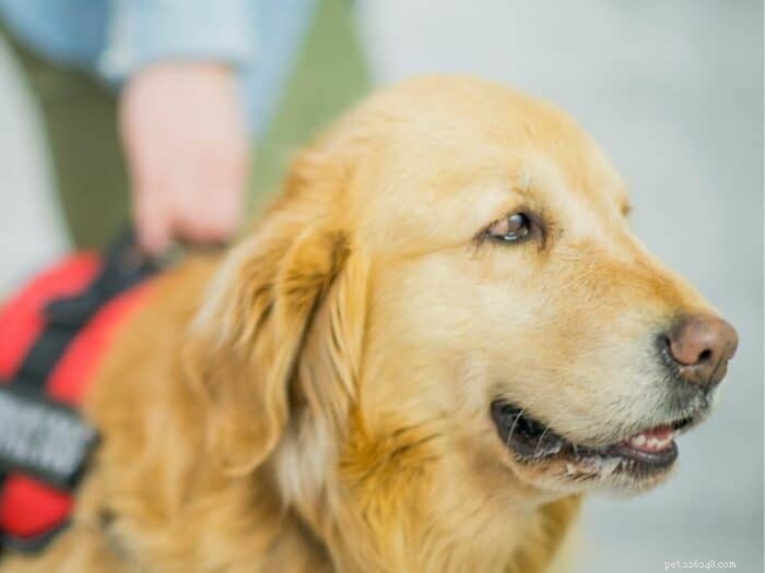 Understanding Autism Service Dogs: How to Find the Right One