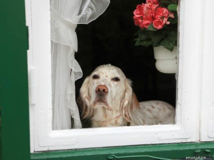 How to Safely Leave Your Dog Alone at Home: Expert Tips & Best Practices