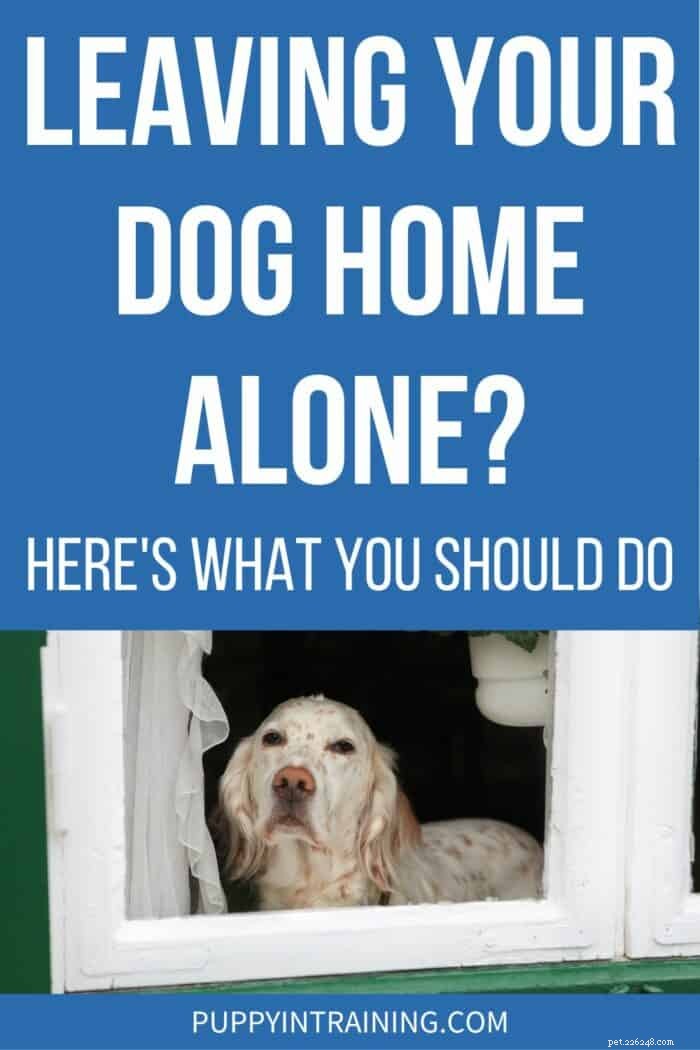 How to Safely Leave Your Dog Alone at Home: Expert Tips & Best Practices