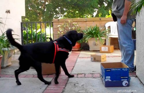 Master Dog Scent Training: A Step‑by‑Step Beginner’s Guide