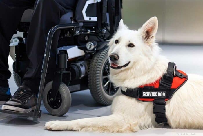 Do I Qualify for a Service Dog? Your Comprehensive Eligibility Guide