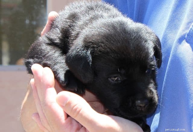 Everything You Need to Know About English Black Labrador Retrievers