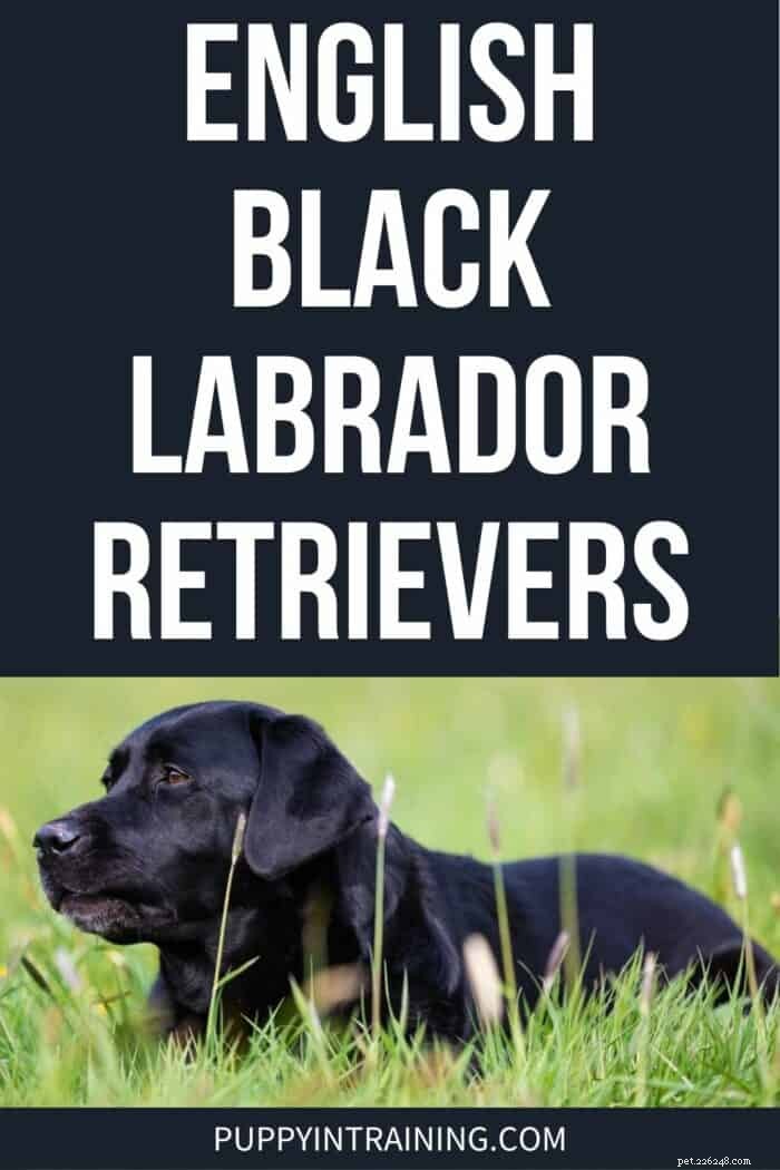 Everything You Need to Know About English Black Labrador Retrievers