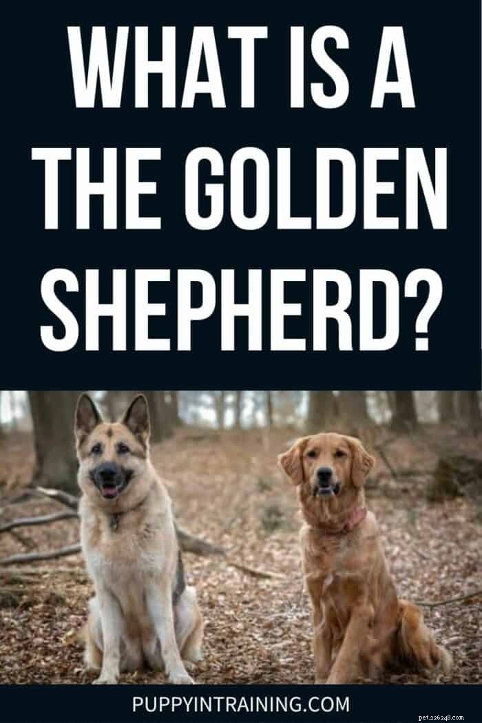 Golden Shepherd Explained: Traits, Care, and Why It’s the Ideal Family Dog