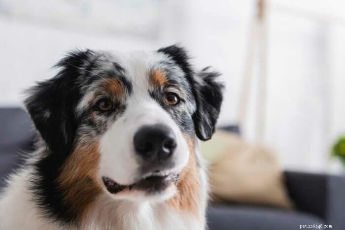 What to Expect from an Australian Shepherd‑Husky Mix: Traits, Care, and Temperament
