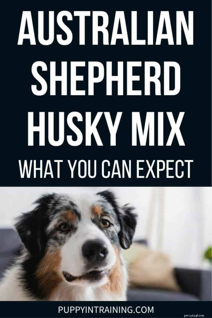 What to Expect from an Australian Shepherd‑Husky Mix: Traits, Care, and Temperament