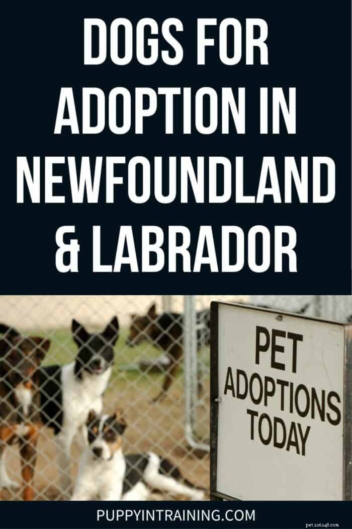 Find Your New Best Friend: Newfoundland & Labrador Dog Adoption Guide