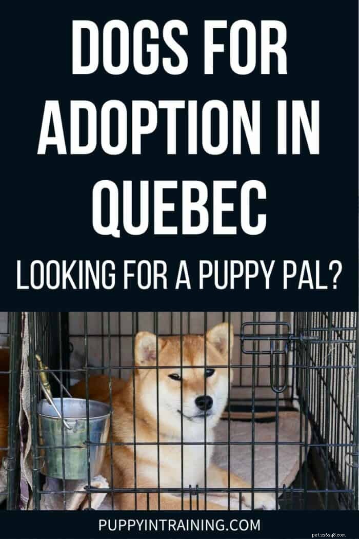 Find Your Forever Friend: Adopt a Puppy in Quebec Today