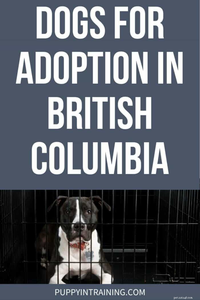 Adopt a Dog in British Columbia: Find Trusted, Local Rescues Today