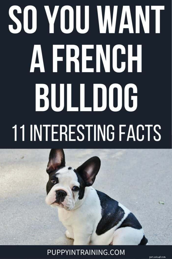 Thinking About a French Bulldog? What You Need to Know