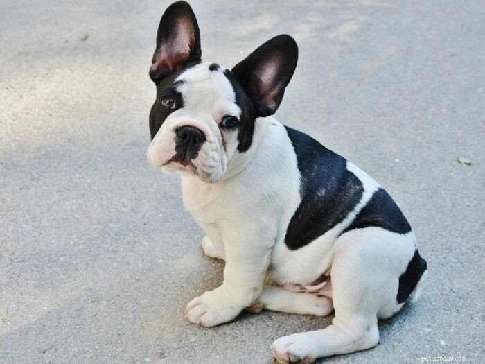 Thinking About a French Bulldog? What You Need to Know