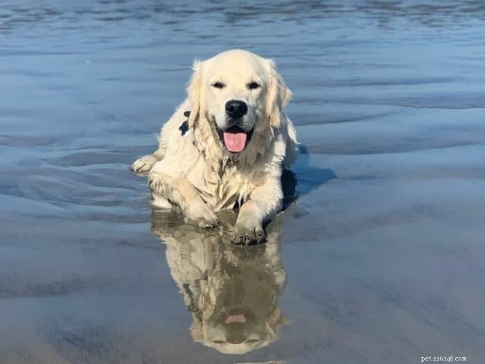 Is Excessive Panting a Sign of Health Issues in Golden Retrievers?