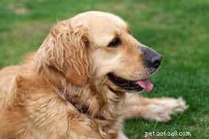 Is Excessive Panting a Sign of Health Issues in Golden Retrievers?