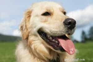 Is Excessive Panting a Sign of Health Issues in Golden Retrievers?