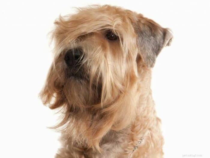 Meet the Whoodle: A Smart, Low‑Shedding Mix of Poodle & Wheaten Terrier