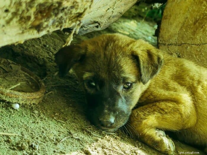 How Long Can a Puppy Survive Without Food? Key Signs and Safe Limits