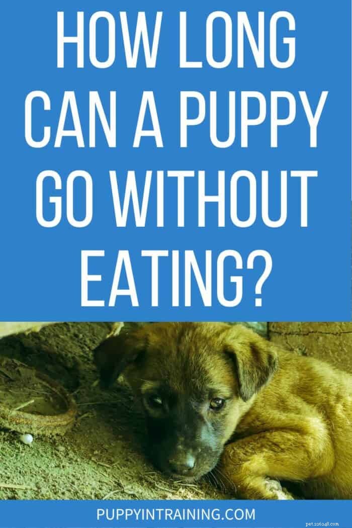 How Long Can a Puppy Survive Without Food? Key Signs and Safe Limits