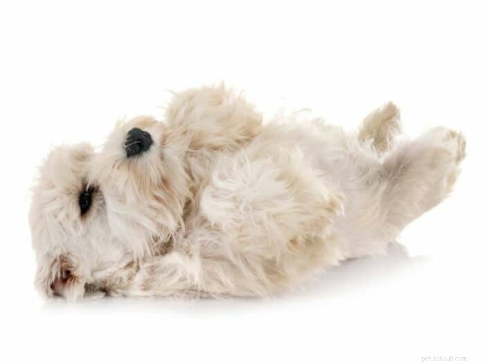 Teach Your Puppy to Roll Over in Minutes: Proven Training Steps