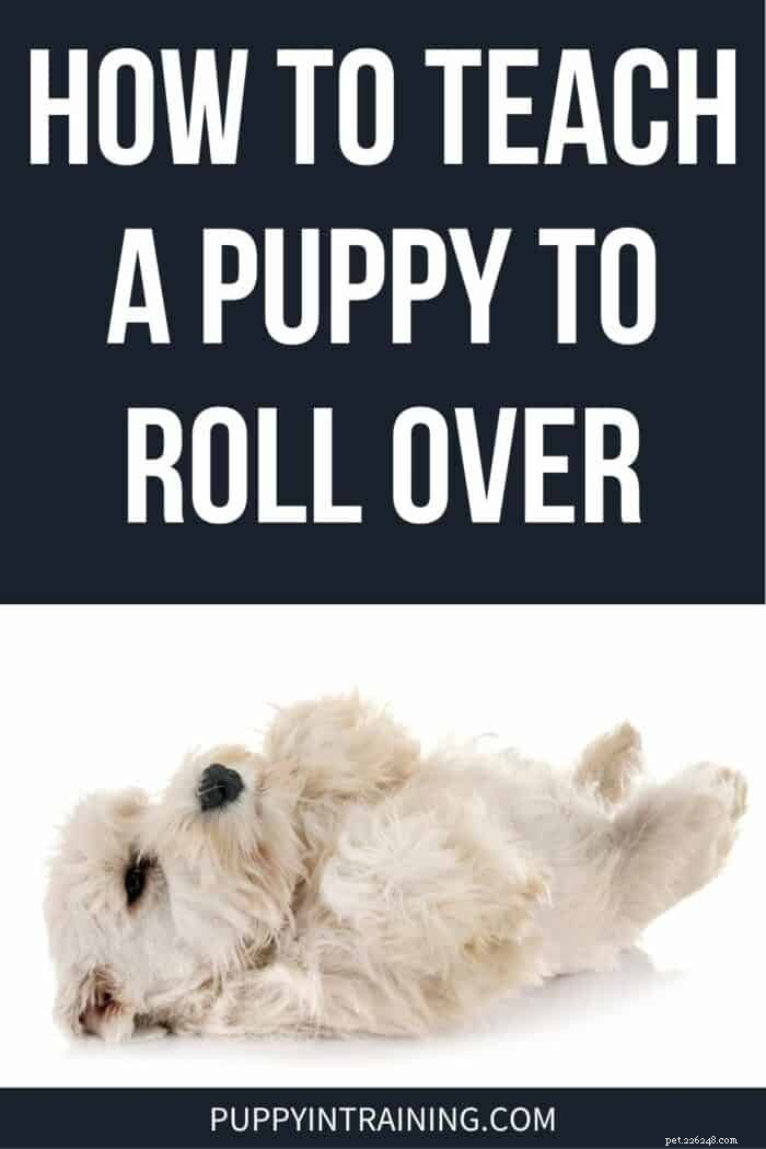 Teach Your Puppy to Roll Over in Minutes: Proven Training Steps