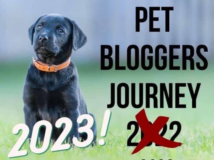 17 Years of Pet Blogging: Insights & Milestones 2023