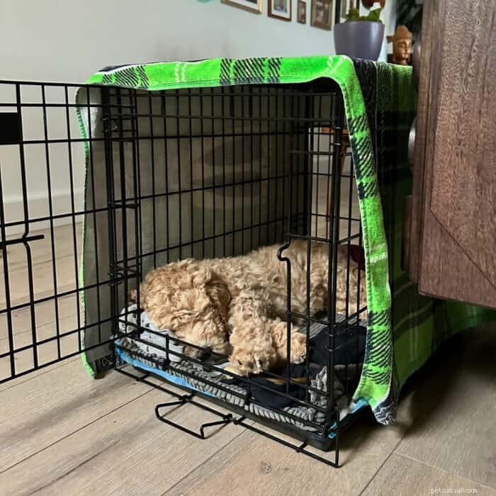 When to Wake Your Puppy for Nighttime Bathroom Breaks