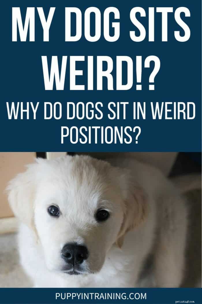 Why Does Your Dog Sit in Odd Positions? Understanding Unusual Sitting Behaviors