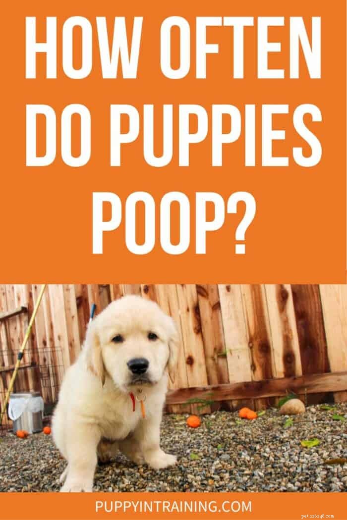 How Often Should a Puppy Poop Daily? Know the Normal Range