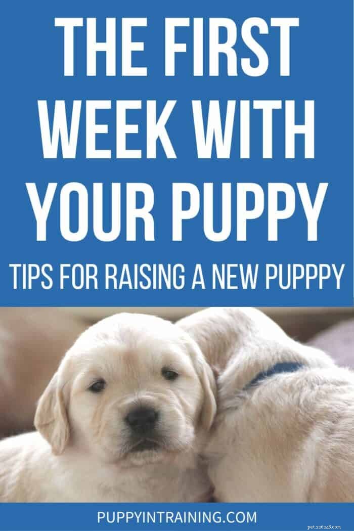 Your First Week with a Puppy: Proven Tips for Success