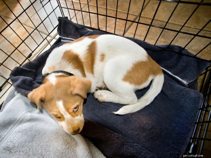 How to Create a Comfortable and Safe Crate for Your Dog