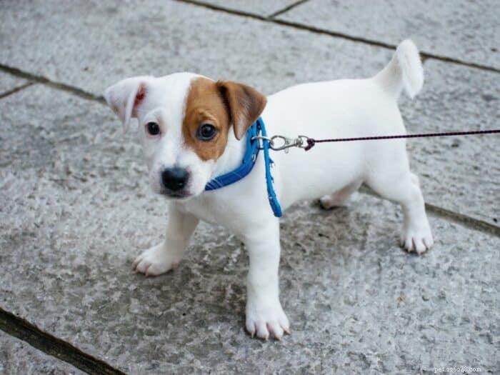 Why Does My Puppy Pee Only on Walks? Proven Ways to Change the Habit