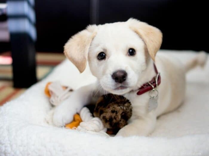 What Causes Your Puppy to Get Hyper in the Evening? Expert Insights